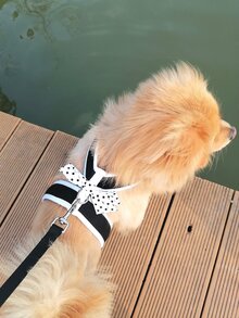 1入組波點圖案蝴蝶結裝飾寵物背帶和1条皮带適用於狗狗和貓適用於戶外 - 黑與白 - 查看 10