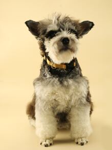 1入組可調節寵物項圈適用於狗狗和貓適用於戶外 - 橘色 - 查看 2