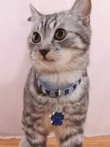 1件时尚优雅的宠物爪印吊坠项链，镶嵌水钻，适合猫狗在家和户外佩戴，可用作宠物配饰。 - 彩色 - 查看 3