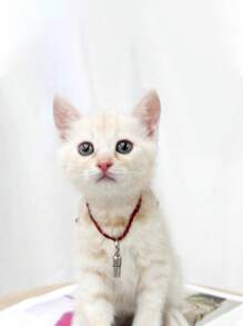 1入組膠囊形狀寵物身份牌適用於狗狗和貓適用於防丟 - 銀色 - 查看 3