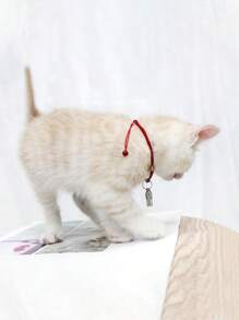 1入組膠囊形狀寵物身份牌適用於狗狗和貓適用於防丟 - 銀色 - 查看 6