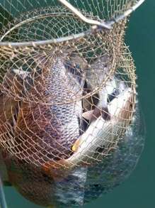 1入組鋼絲魚網狀籠子便攜可折疊金屬魚螃蟹籃子包