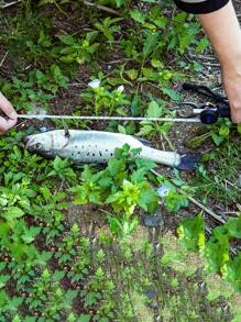1入組不銹鋼魚唇鉗帶40磅/18公斤秤和31.5英寸/80厘米捲尺 - 黑色 - 查看 9