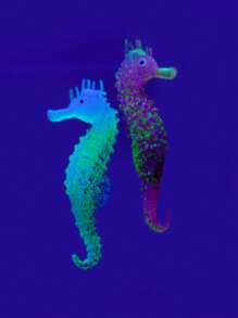 1 pieza caballo de mar al azar Adorno para Acuario para Decoración - Multicolor - Ver 1