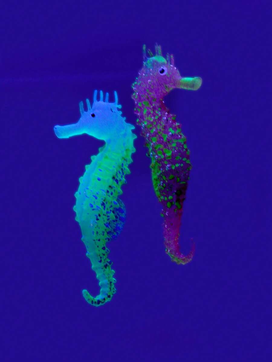 1 pieza caballo de mar al azar Adorno para Acuario para Decoración - Multicolor - Ver 1