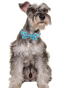 1pc Heart Print Pet Collar & 1pc Bow For Dog For Outdoor - Blue - View 3