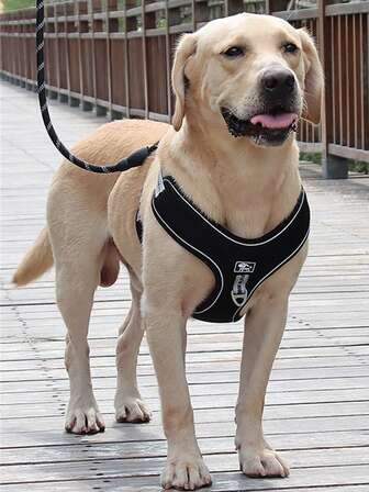 1入組貼布裝飾寵物背帶適用於狗狗適用於戶外