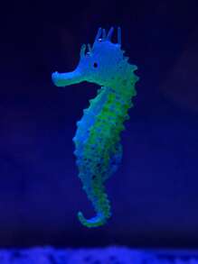 1 pieza caballo de mar al azar Adorno para Acuario para Decoración - Multicolor - Ver 8