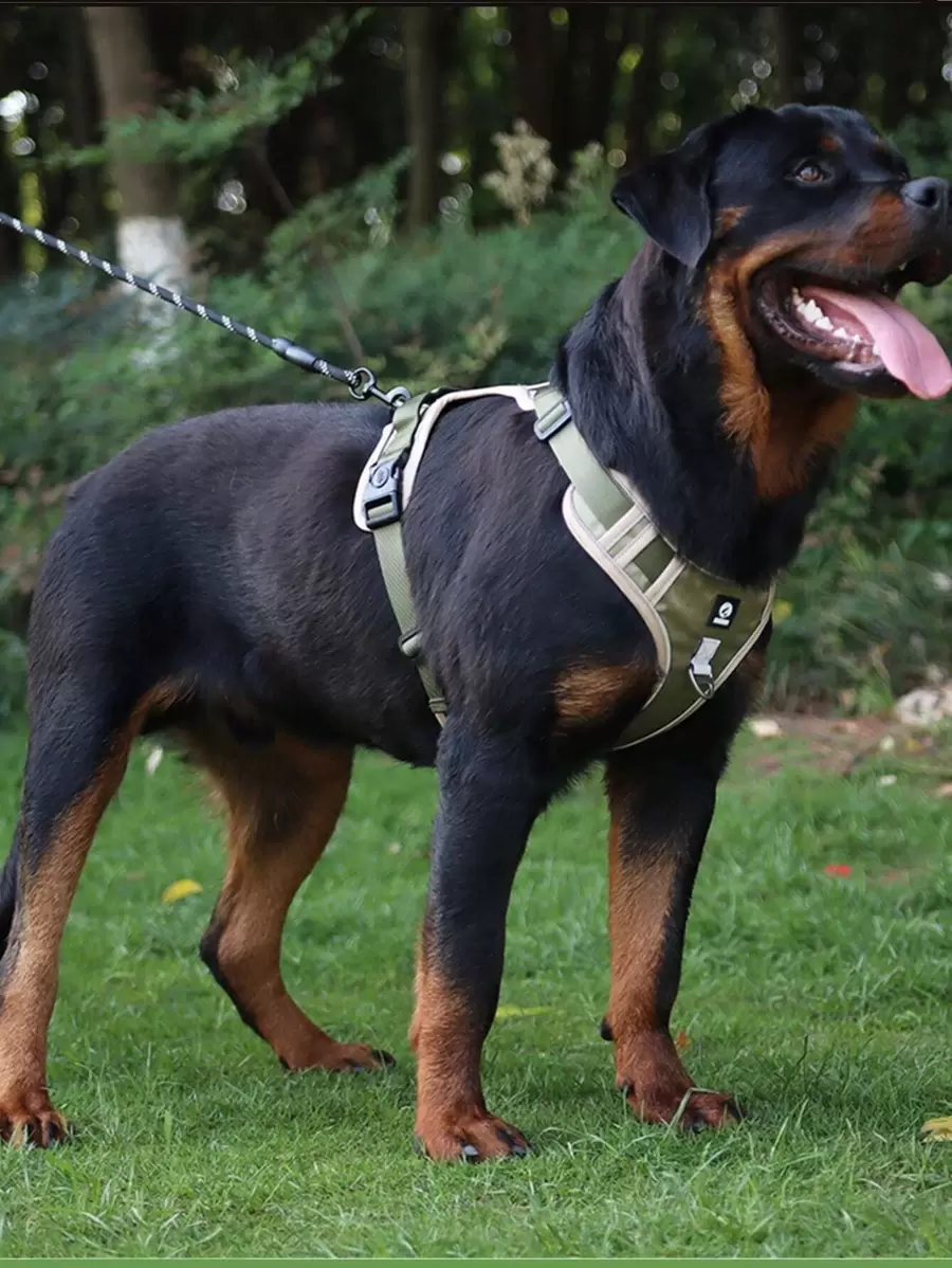 1pc Breathable Pet Harness & 1pc Pet Leash For Dog For Outdoor