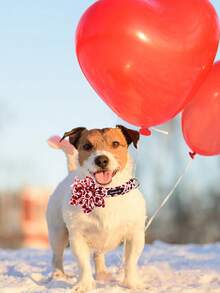 1pc Pet Collar With Heart Shaped Pattern And 1pc Flower - 酒紅色 - 查看 2