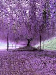 1/6/12 件紫色人造紫罗兰藤蔓卷须，情人节，礼物