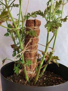 1pc Fiber Plant Climbing Stand - Multicolor - View 4