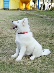 1 cổ áo thú cưng đơn giản cho chó - Đỏ - Xem 1