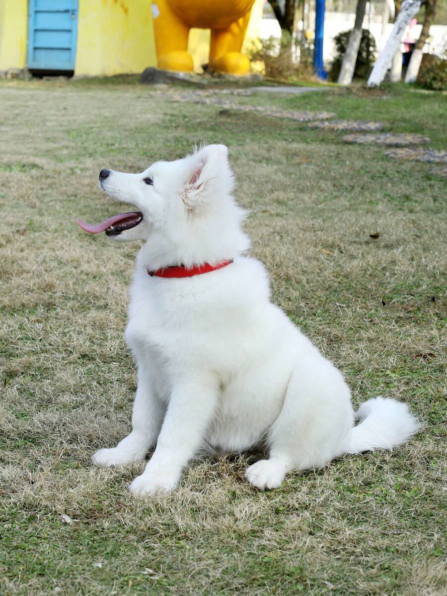 1 cổ áo thú cưng đơn giản cho chó - Đỏ - Xem 1