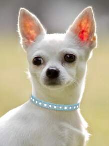 1入組水鑽裝飾寵物項圈適用於狗狗和貓適用於戶外 - 藍色 - 查看 3