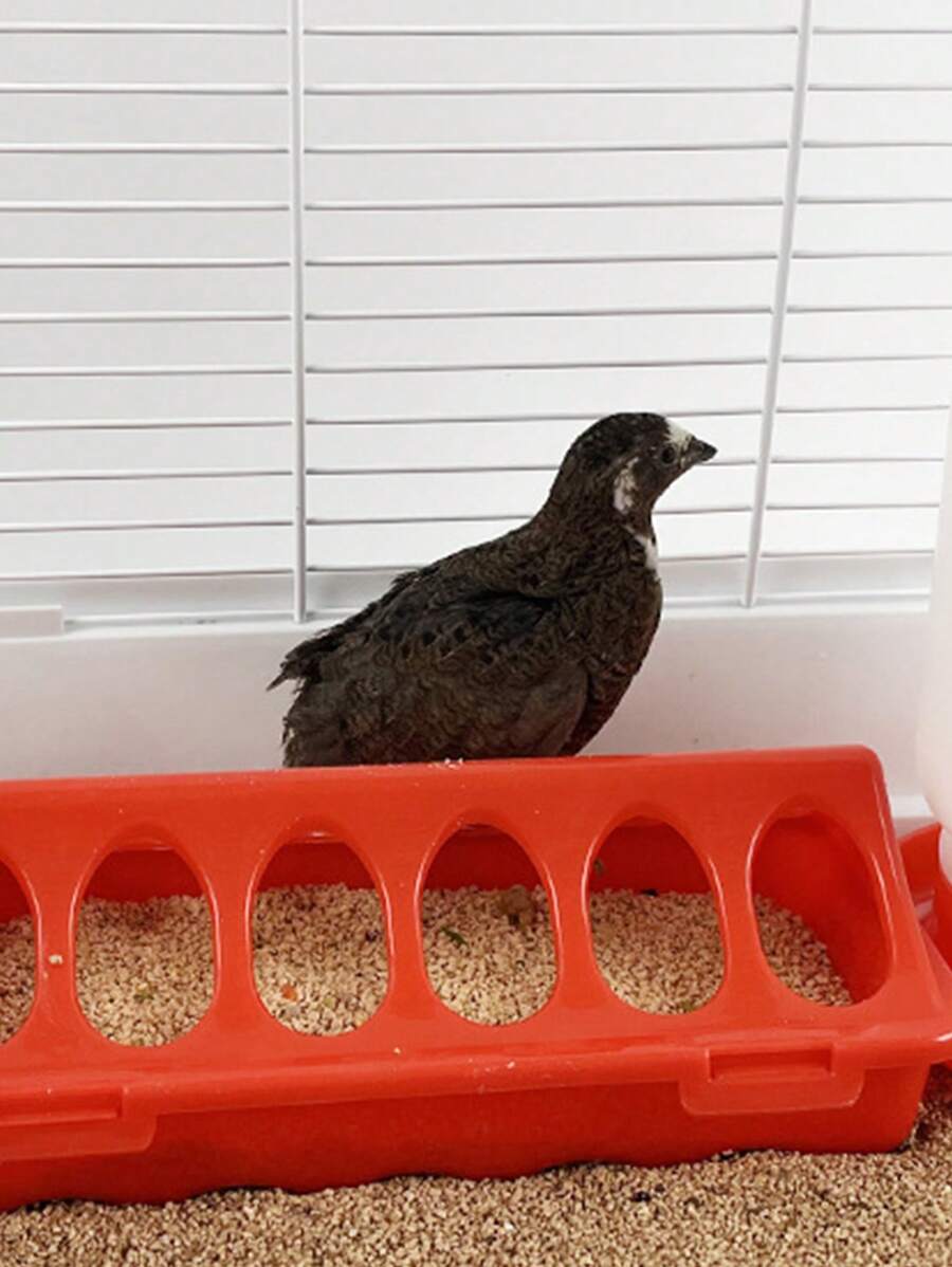 1入組多格鳥餵食器 - 橘色 - 查看 1