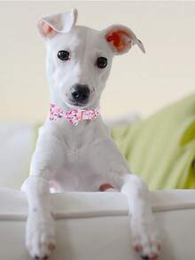 2 bộ vòng cổ & nơ in hoa cho thú cưng - Màu tím - Xem 3