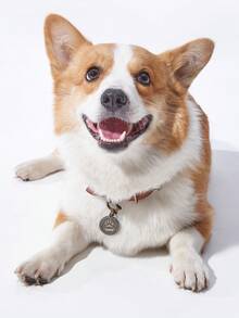 1pc Adjustable Pendant Decor Pet Collar - Multicolor - View 2