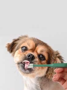 1 pieza Cepillo de dientes para mascotas multifunción para perro con gato para limpieza dental - Multicolor - Ver 2