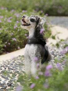 Truelove 1入組貼布細節寵物背帶 - 黑色 - 查看 2