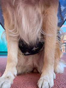 1入組卡通圖案寵物雨衣，藍色滌綸可愛防水寵物戶外雨披 - 藍色 - 查看 4