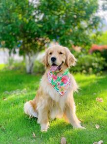 1pc Flower Print Pet Bandana - Blue and White - View 3
