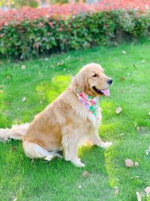 1pc Flower Print Pet Bandana - Blue and White - View 6