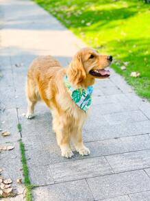 1pc Leaf Print Pet Bandana - Multicolor - View 2