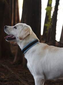 1 vòng cổ chó có thể điều chỉnh màu xanh, ngoài trời - Màu xanh lam - Xem 5