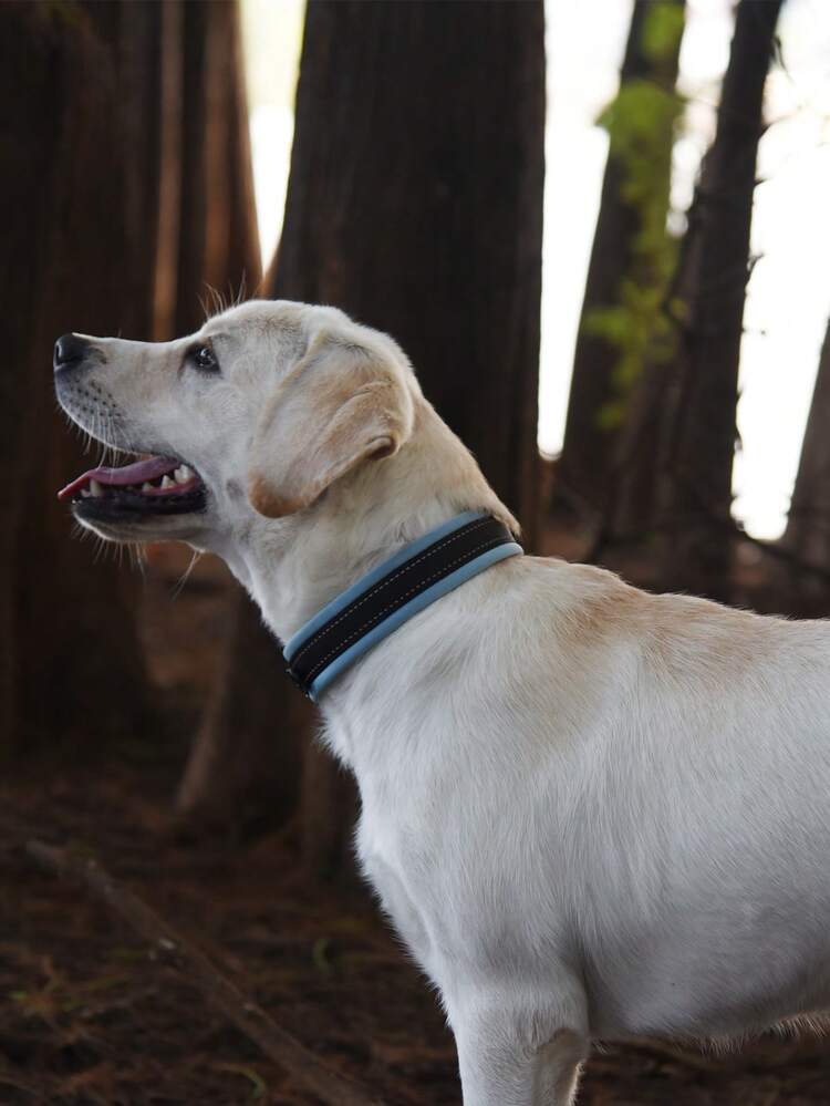 1 vòng cổ chó có thể điều chỉnh màu xanh, ngoài trời - Màu xanh lam - Xem 5