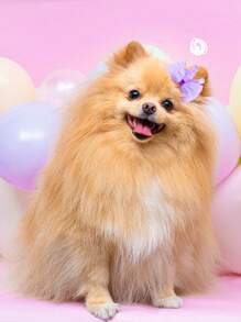 5pcs Random Color Bow Design Pet Hair Clip For Dog And Cat - Multicolor - View 5