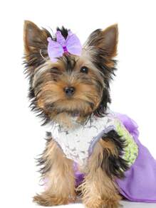 5pcs Random Color Bow Design Pet Hair Clip For Dog And Cat - Multicolor - View 7