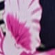 藏蓝色