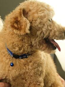 1pc Bell Decor Reflective Pet Collar - Royal Blue - View 5