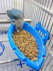 1pc Plastic Bird Bath Tub - Blue - View 5