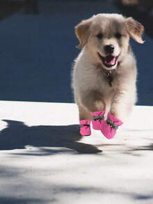 1入組素色寵物鞋子適用於狗狗和貓適用於戶外