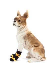 2 pares Calcetines para mascotas estampado de calabaza para perro con gato para verano