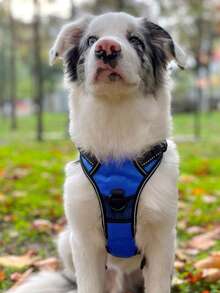 1pc Plain Pet Harness - Royal Blue - View 8