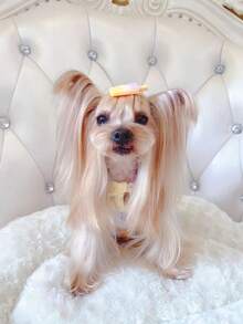 5pcs Pet Hair Clip - Multicolor - View 1