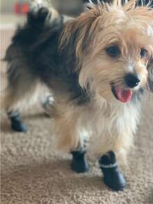 2入組字母圖案寵物黑色防水防滑寵物靴子適用於狗狗適用於戶外