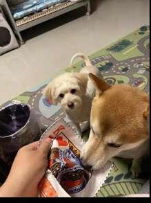 1入組撲克牌圖案寵物黑色創意吱吱作響寵物發聲玩具適用於狗狗適用於玩 - 黑色 - 查看 4