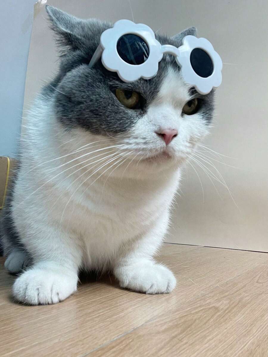 1pc Colorful Flower Design Pet Sunglasses For Cat Or Small Dog - White - View 1