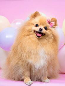 10pcs Bow Decor Random Pet Hair Tie - Multicolor - View 7