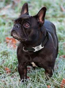 Reflective Adjustable Dog Collar, Nylon Buckle, Classic Multicolor & Multisize, Suitable For Puppies, Small, Medium And Large Dogs - Black - View 5