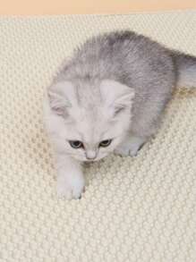 1入組編織貓砂墊