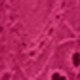 Rosa Fucsia