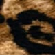 متعدد الألوان