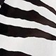 Blanco y Negro