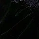 الأسود