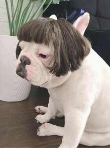 1 szt. Peruka dla psa i kota, fryzura Bob, proste włosy, akcesoria do kostiumów dla zwierząt - Brązowy - Zobacz 6